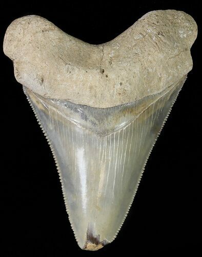 Serrated,  Bone Valley Megalodon Tooth - Florida #70556